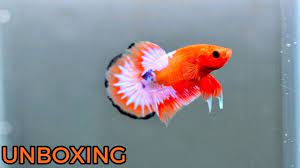 Ikan cupang fancy copper atau fccp yang berasal dari vietnam kini sedang naik daun. Unboxing Ikan Cupang Hias Fancy Copper Youtube