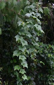 Image result for Peponium