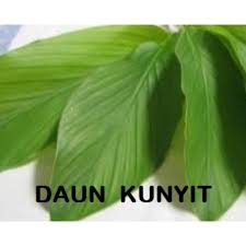 Gambar daun tumbuhan pacar air. Buy Daun Kunyit Turmeric Leaves Seetracker Malaysia