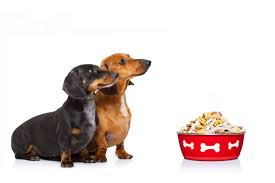 Can dogs eat pizza at any time, and is there a reason to give pizza for dogs? The Ultimate Guide To What Dachshunds Can And Can T Eat Embora Pets