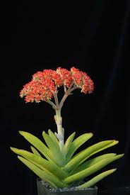Image result for Crassula perfoliata