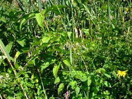 Image result for Amphicarpaea africana