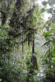 Rainforest Facts For Kids The Ultimate Guide Rainforest Facts For Kids Rainforest Facts Rainforest