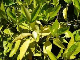 Why Are The Leaves On My Lemon Tree Turning Yellow Citrus Trees Citrus Plant Dwarf Fruit Trees