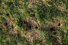 Die löcher, die sie graben, sind zwar nicht besonders tief, aber dafür sehr groß. Welche Tiere Graben Locher Im Garten Plantura