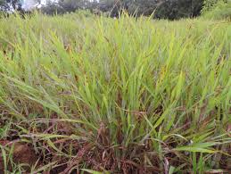 Image result for Ischaemum