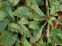 Image result for Elytraria acaulis