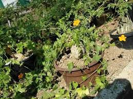 Image result for Momordica boivinii