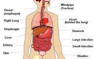 Rib 1 is shorter and wider than the other ribs. Pin On Pain