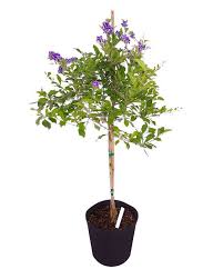 Sapphire refers to the blue color, as in the gemstone, and the showers refers to the flowering branches that tend to hang down at the ends from the concentration. Pin On Gardening