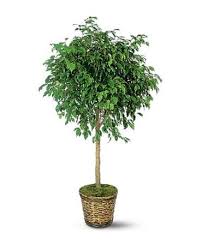 Image result for Ficus conraui