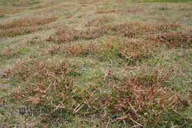 Image result for Kyllinga chrysantha