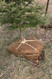 After christmas, move your tree back outdoors as soon as possible. How To Plant A Living Christmas Tree Best Climate Xmas Trees