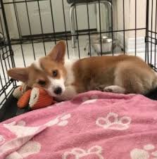 Including the yorkie, chihuahua, morkie, maltese, poodle, labradoodle, cockapoo, maltipoo, pomeranian, shih tzu, blue sable french bulldog, heeler, chow chow dog and more. 5 Best Corgi Rescues In North Carolina 2021 We Love Doodles