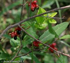 Image result for Ochna