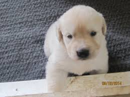 Look at pictures of golden retriever puppies who need a home. Golden Retrievers In Ontario Golden Retriever Puppies For Sale Golden Retriever Dogs For Sale