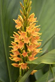 Image result for Helichrysum moggii