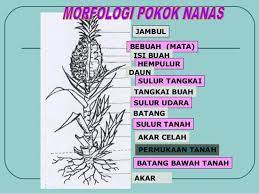 Check spelling or type a new query. Jenis Bahan Tanaman Pembekal Benih Nanas Md2 Facebook