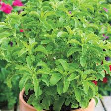 Gurney S Stevia Sweet Leaf Candy 25 Seed Packet 02159 The Home Depot
