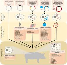 How are we protecting our patients, staff and doctors? Frontiers Novel Vaccine Technologies In Veterinary Medicine A Herald To Human Medicine Vaccines Veterinary Science