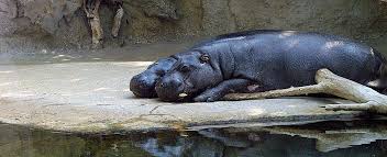 Tierischer ehrentag im zoo berlin: Online Ticket Fur Zoo Tierpark Und Aquarium In Berlin Berlinstadtservice