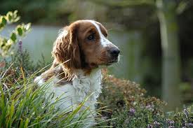 Find the best responsible breeders near you. Bird Dogs The Spaniel Breakdown