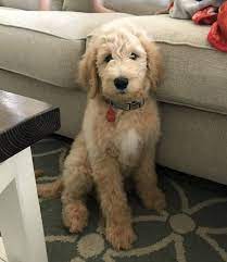 We have standard sized and mini sized mamas and daddys. Homeatlast This Gorgeous Goldendoodle Named Moose From Peoria Maricopa Is Back Home His Owner Writes Cute Dogs Puppies And Kitties Cute Dogs And Puppies