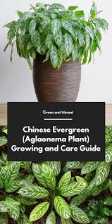 Central america and the caribbean soil: Chinese Evergreen Plants Buying Growing Guide Trees Com