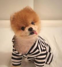 Pomeranian Kayseri Fiyatlari Ikinci El Sifir Kiralik Ilanlar