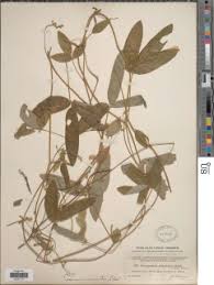 Image result for Teramnus uncinatus