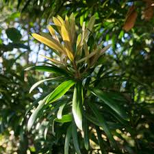 Image result for Podocarpus latifolius