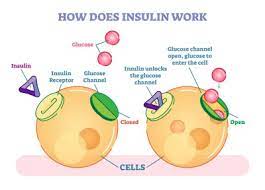 L'insulina regola il metabolismo dei carboidrati, grassi e proteine nel corpo e la crescita delle cellule. Dieta Per Insulino Resistenza Robertouliano It