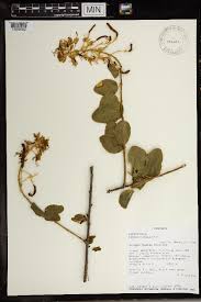 Image result for Cadaba kirkii