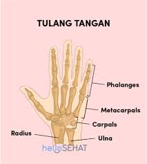 Maybe you would like to learn more about one of these? Gambar Tangan Manusia Beserta Fungsi Setiap Bagiannya Hello Sehat