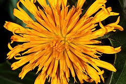 Image result for Berkheya johnstoniana