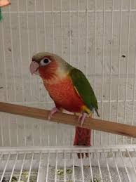 Green Bird With Red Cheeks Pin On Our Parrots At Birds By Joe