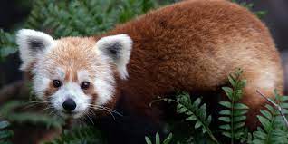Red Panda Smithsonian S National Zoo
