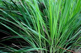 We did not find results for: Lemon Grass Plants Buying Growing Guide Trees Com