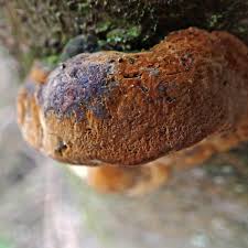 Image result for Phellinus pomaceus