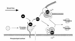 Image result for Protein C Deficiency
