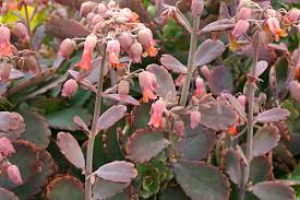Besides the succulent plant representative species like the jade plant, burro's tail, echeveria elegans, snake plant, and aloe vera, here are over 1,000 types of succulents with pictures for succulent identification, separated by their flower color ranges from yellow to white and even pink. Types Of Kalanchoes Details Photos Varieties Debra Lee Baldwin