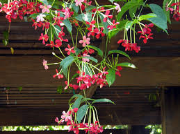 Image result for Quisqualis