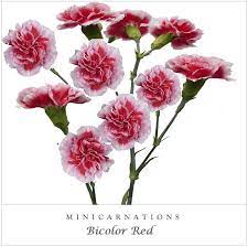 Mini Carnations Bicolor Red Ebloomsdirect Mini Carnations Carnations Carnation Flower