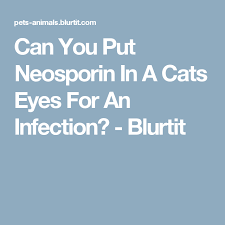 Can You Put Neosporin In A Cats Eyes For An Infection Blurtit Neosporin Cat Eye Infection Eyes
