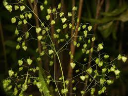 Image result for Briza minor