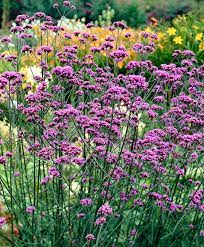 Maybe you would like to learn more about one of these? 7 Beautiful Flowers To Adorn Your Garden This Summer