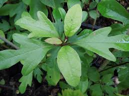 Black locust grows faster than any other known hardwood tree and is known to significantly reduce the demand on tropical rainforests. Wildobstschnecke Sassafras Albidum Sassafrasbaum