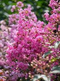 Wer mich ganz kennenlernen will, muss meinen garten kennen. Zitate Und Sprichworter Zu Blumen Pflanzen Und Dem Garten