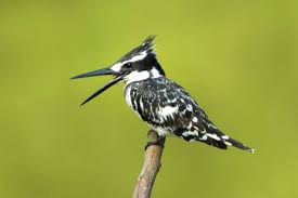 Q A With Malick Suso The Gambia S Birdwatching Expert