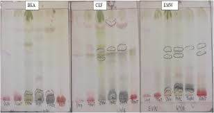 Image result for Stomatostemma monteiroae